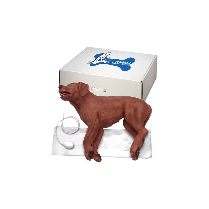 Mannequin chien de formation à la réanimation